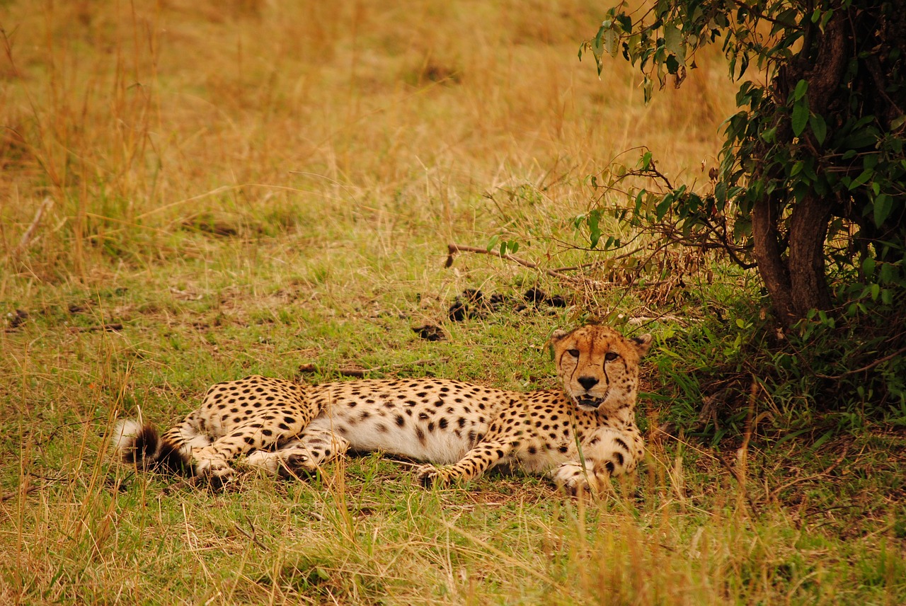 cheetah kenya savannah free photo