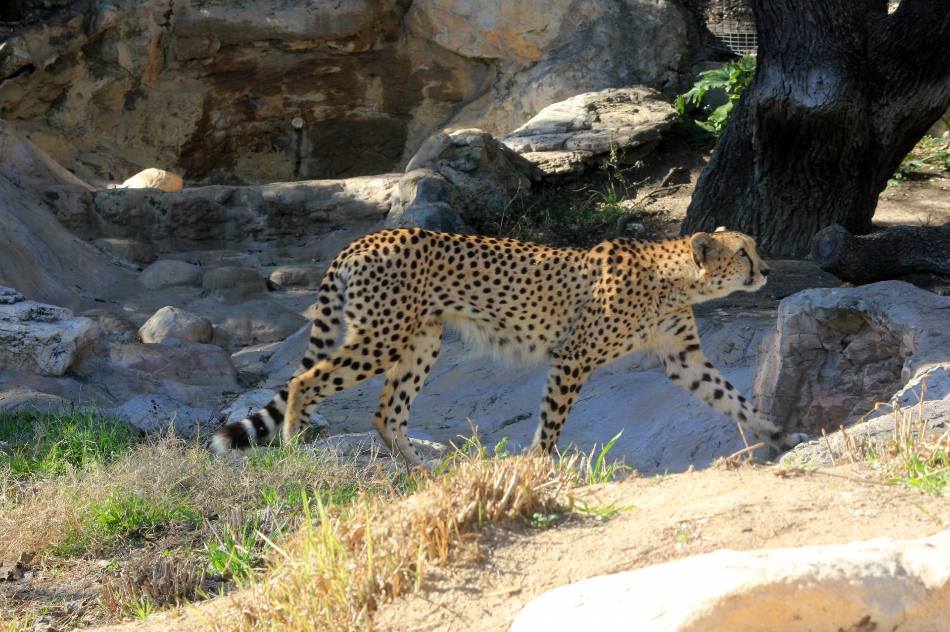cheetah walking feline free photo