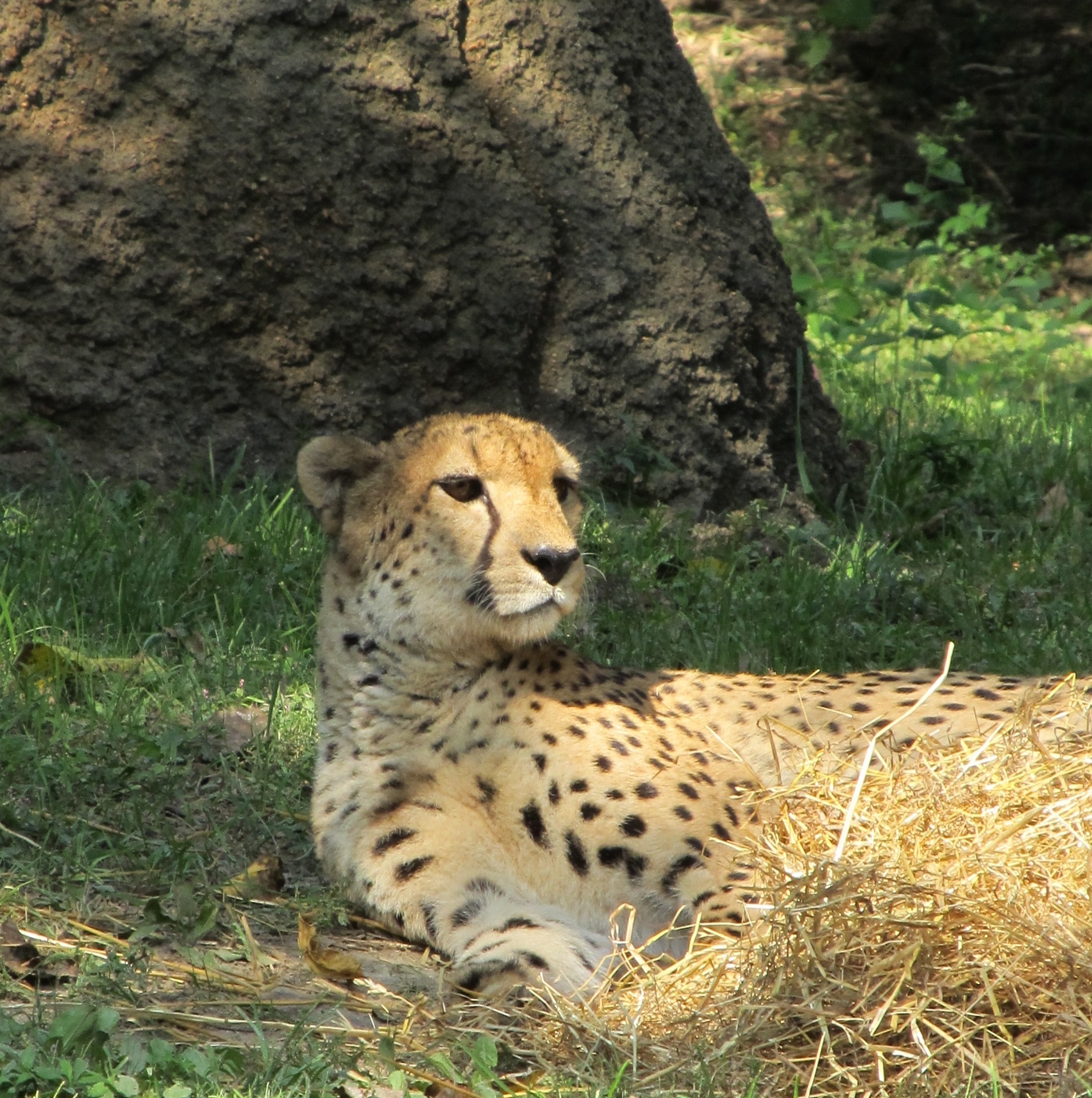 cheetah resting feline free photo