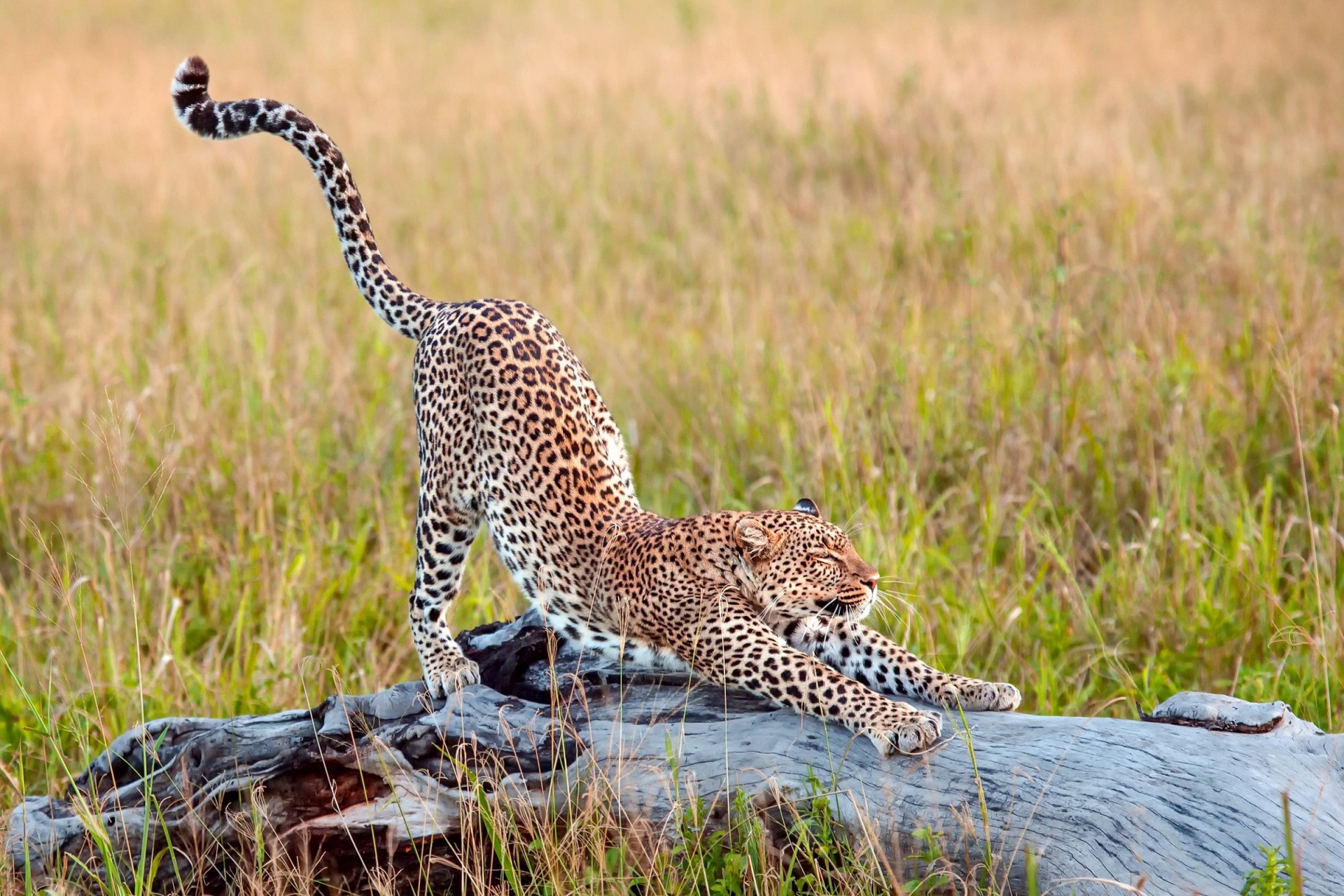 cheetah stretching feline free photo