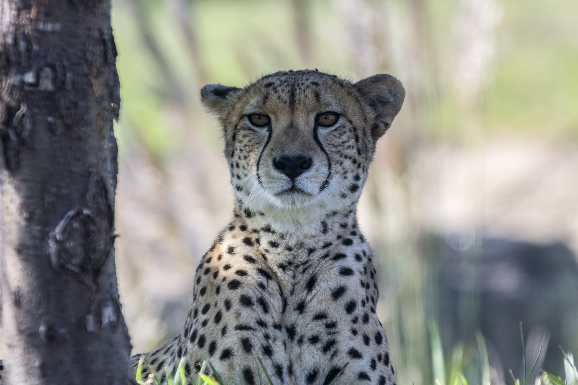 cheetah feline spotted free photo