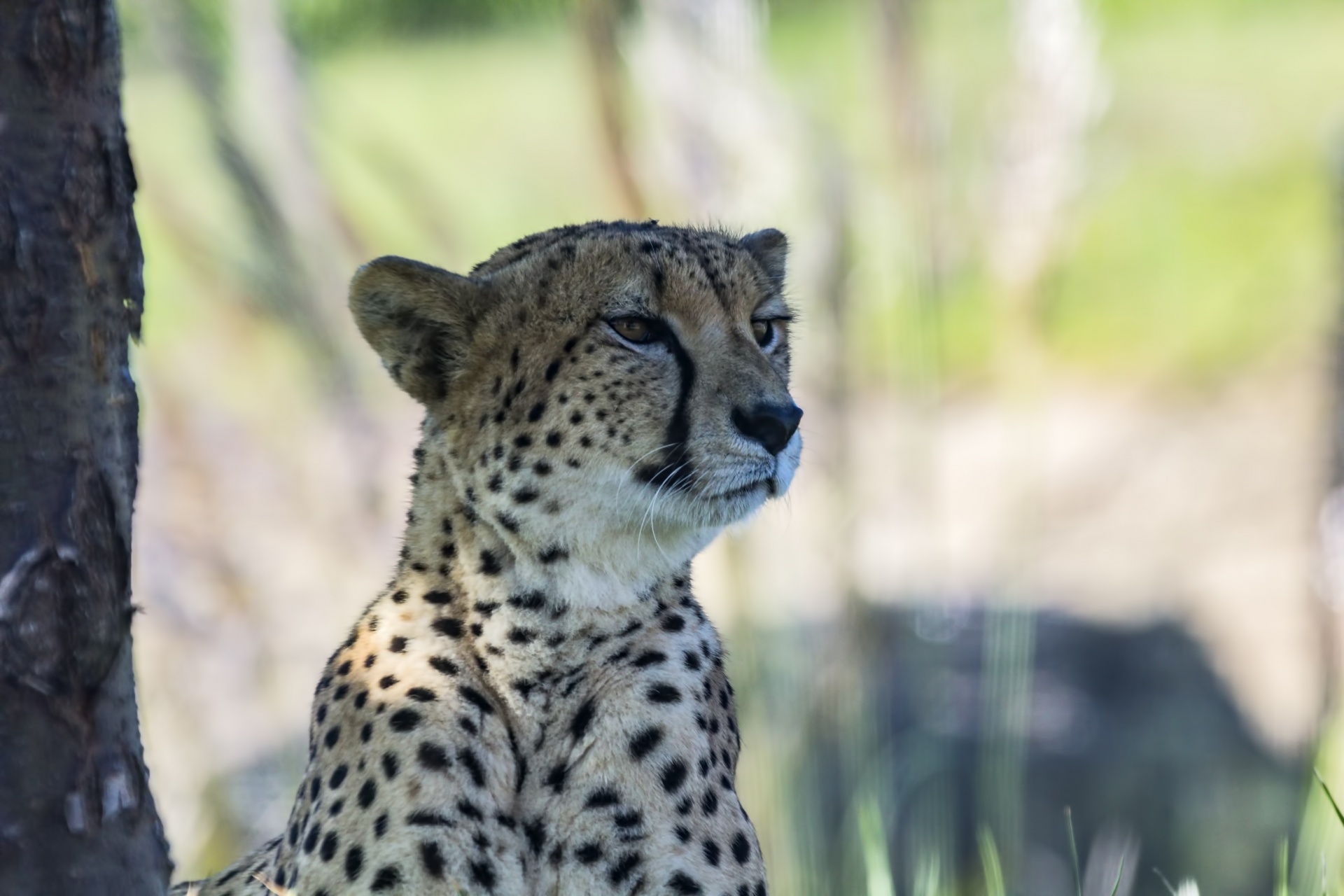 cheetah feline spotted free photo