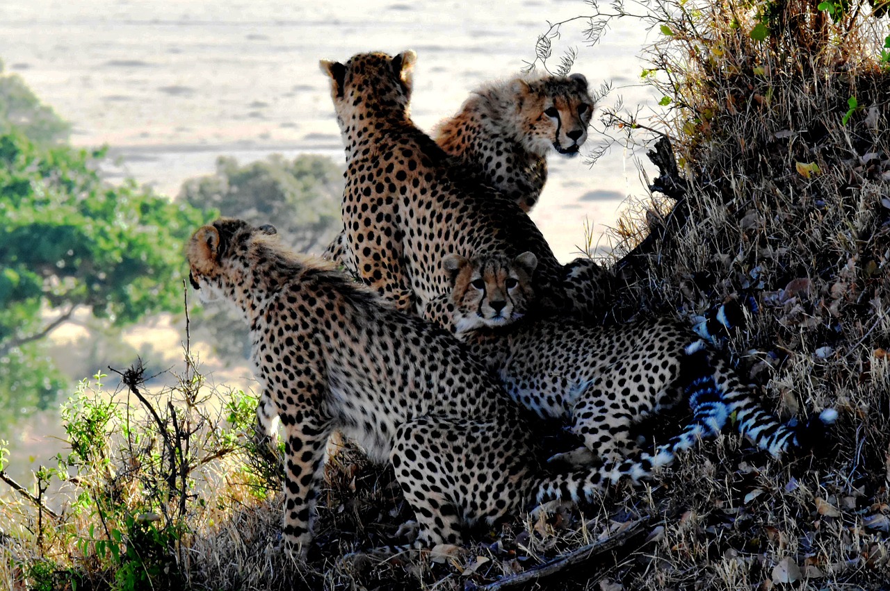 cheetah family animals free photo