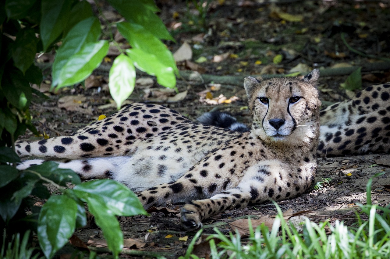 cheetah predator wild free photo