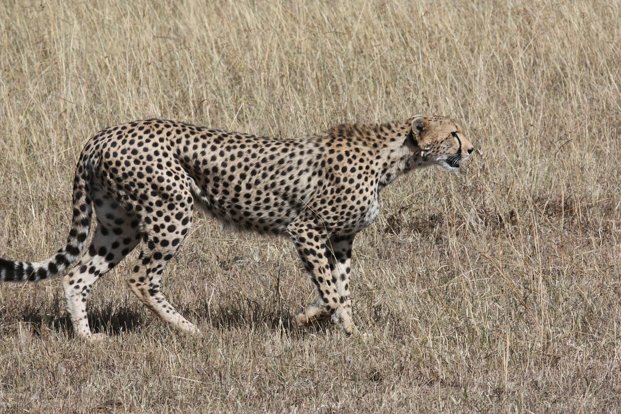 cheetah hunt predator free photo