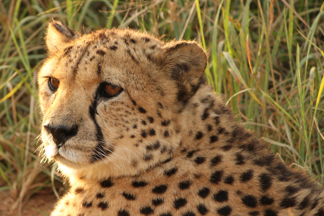 cheetah namibia predator free photo