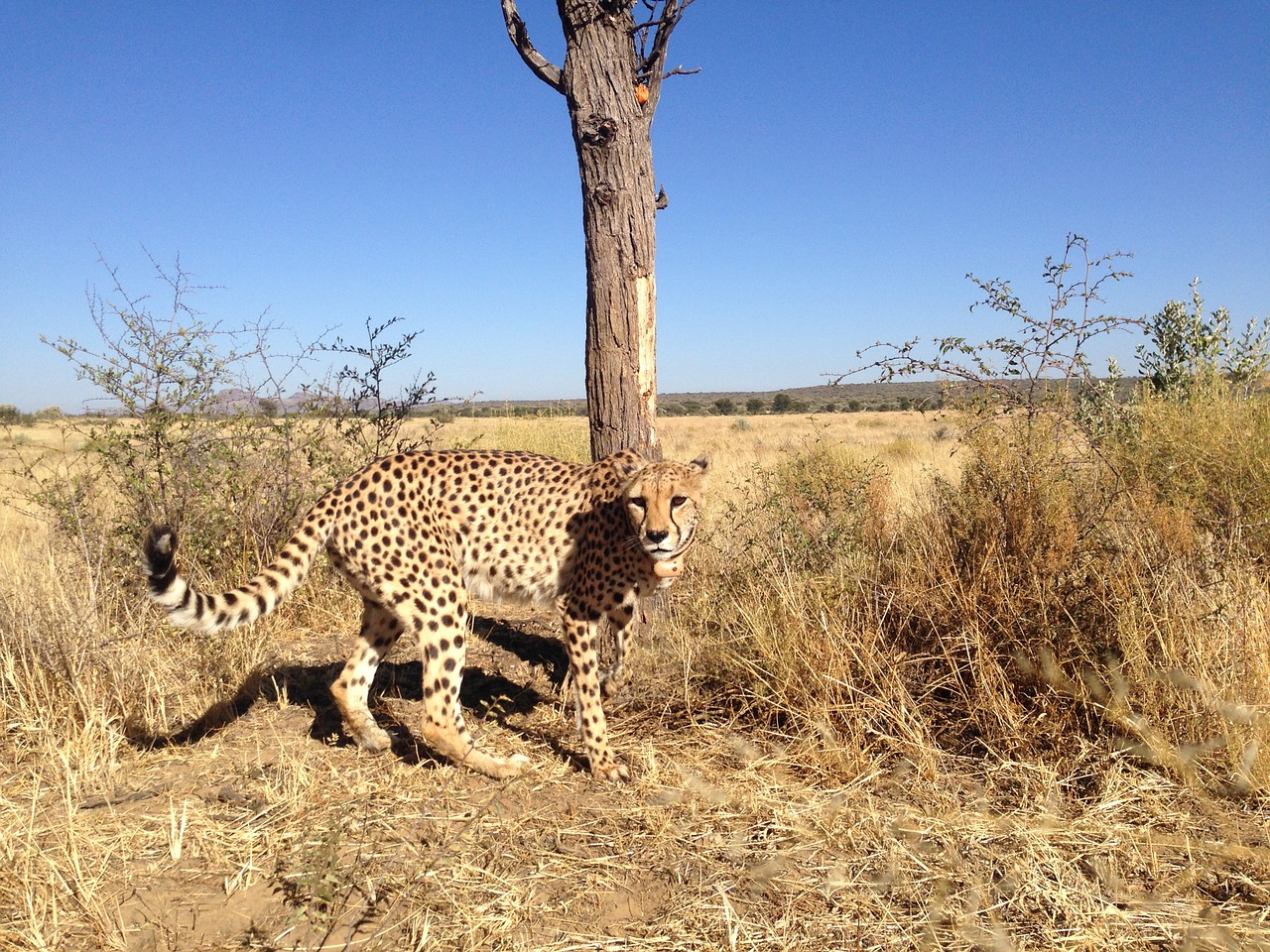 cheetah namibia acinonyx free photo