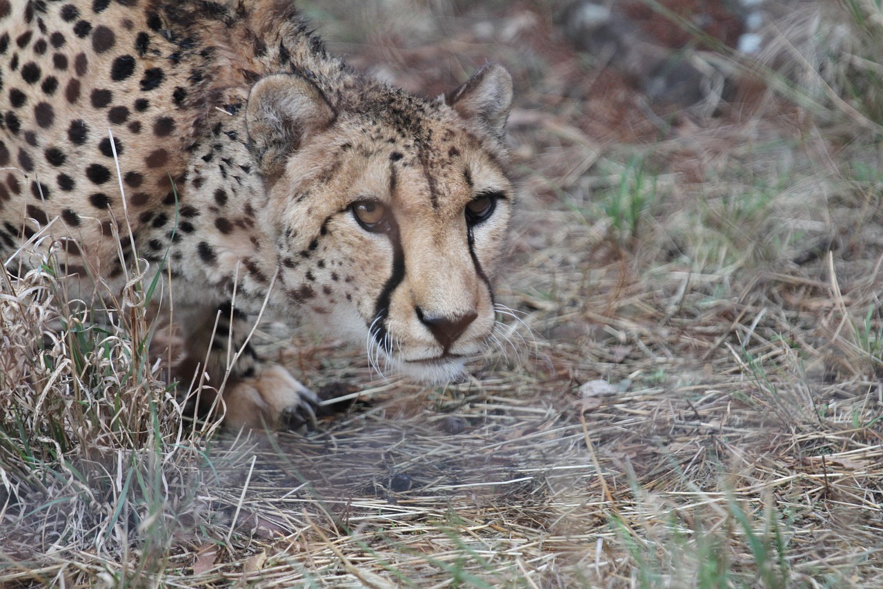 cheetah cat wild free photo