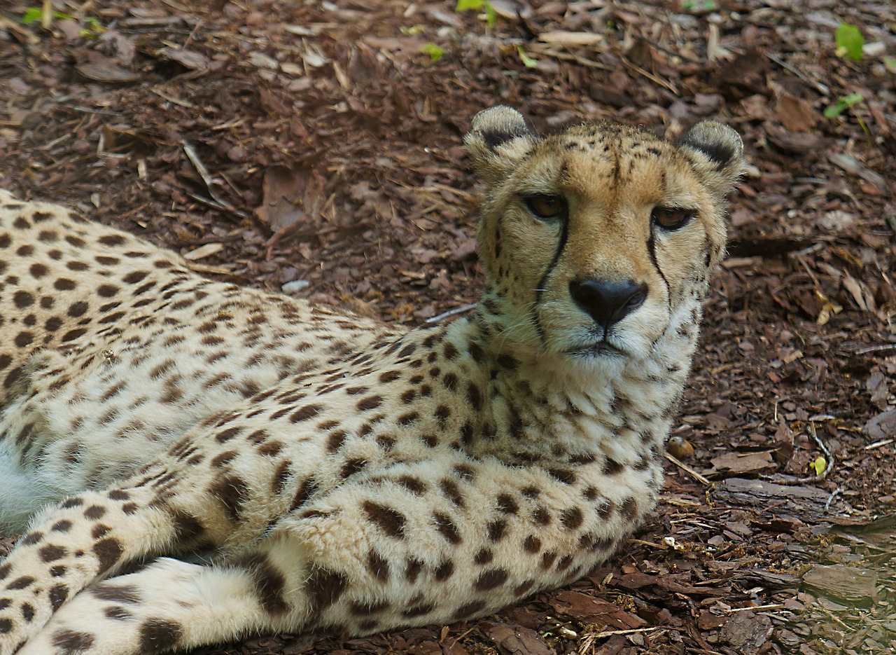 cheetah portrait nature free photo