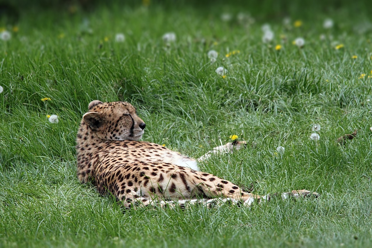 cheetah spots animal free photo