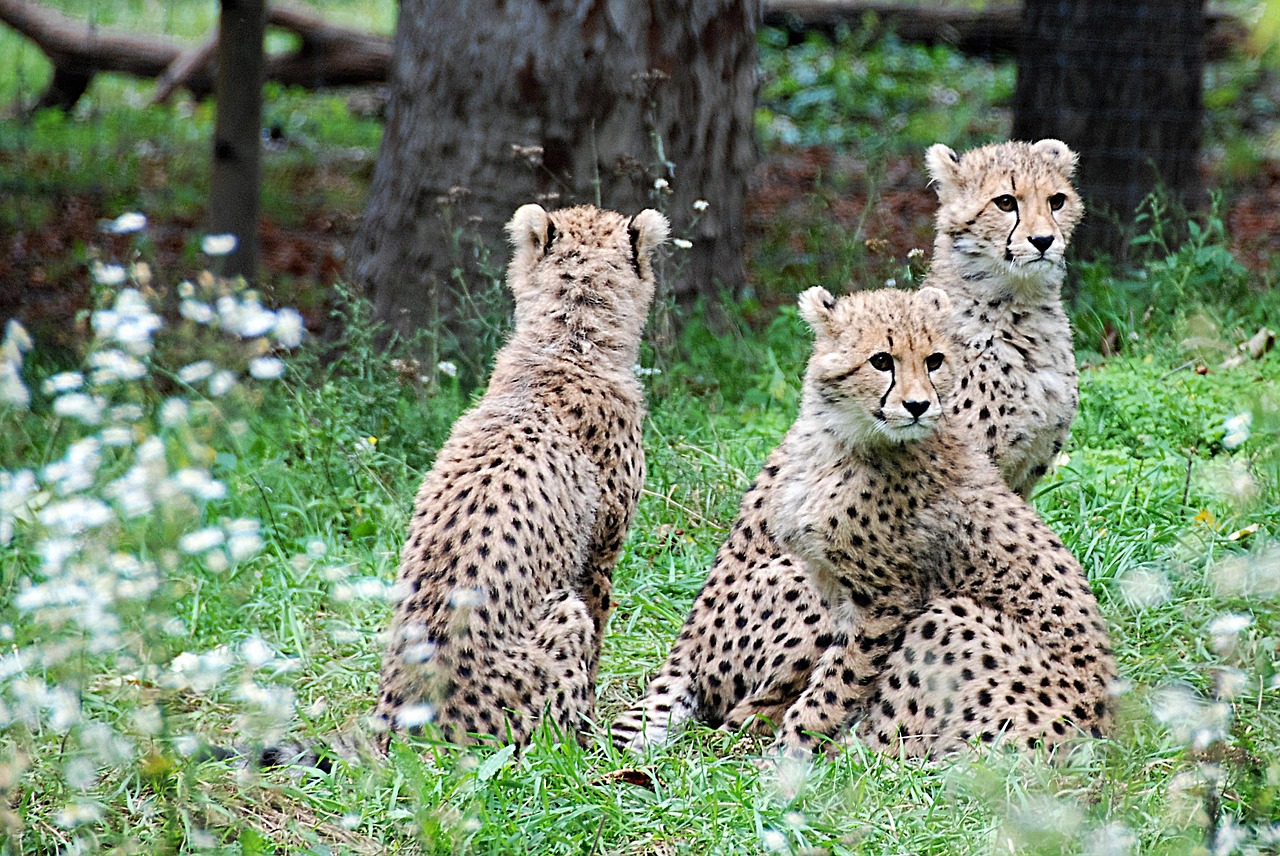 cheetah young animals zoo free photo