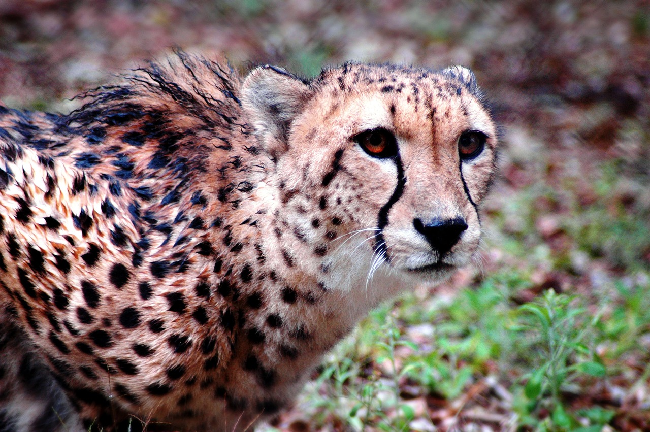 cheetah animal wildlife free photo