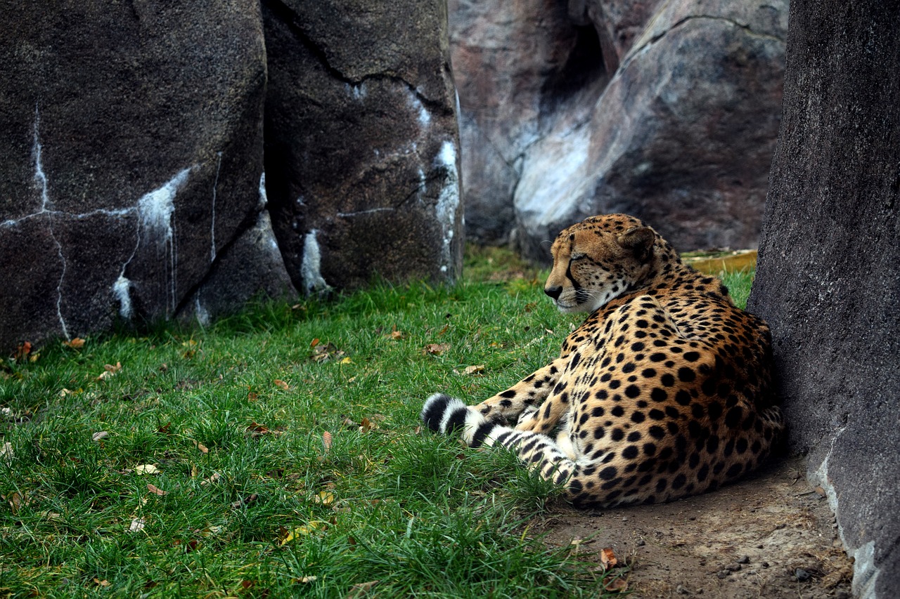 cheetah wildcat wilderness free photo