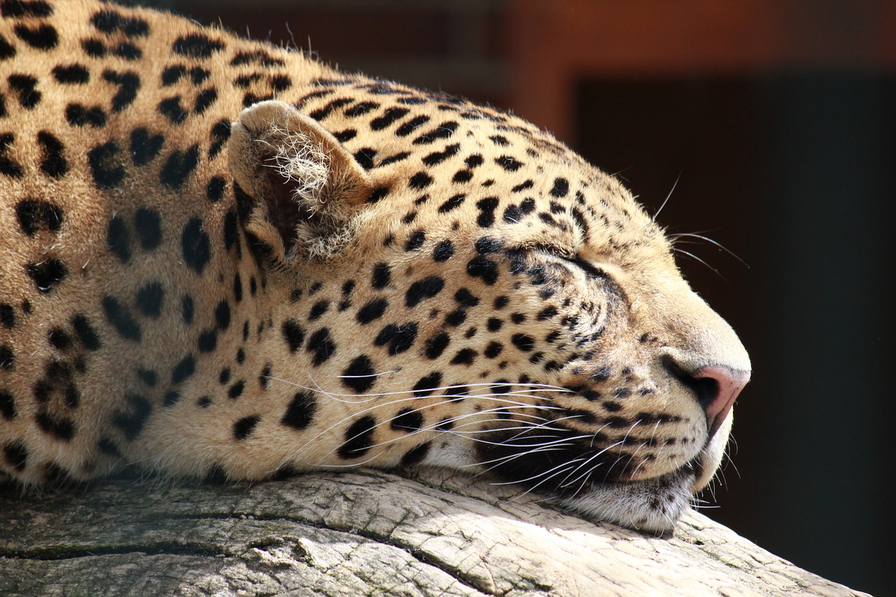 cheetah animal world animal free photo