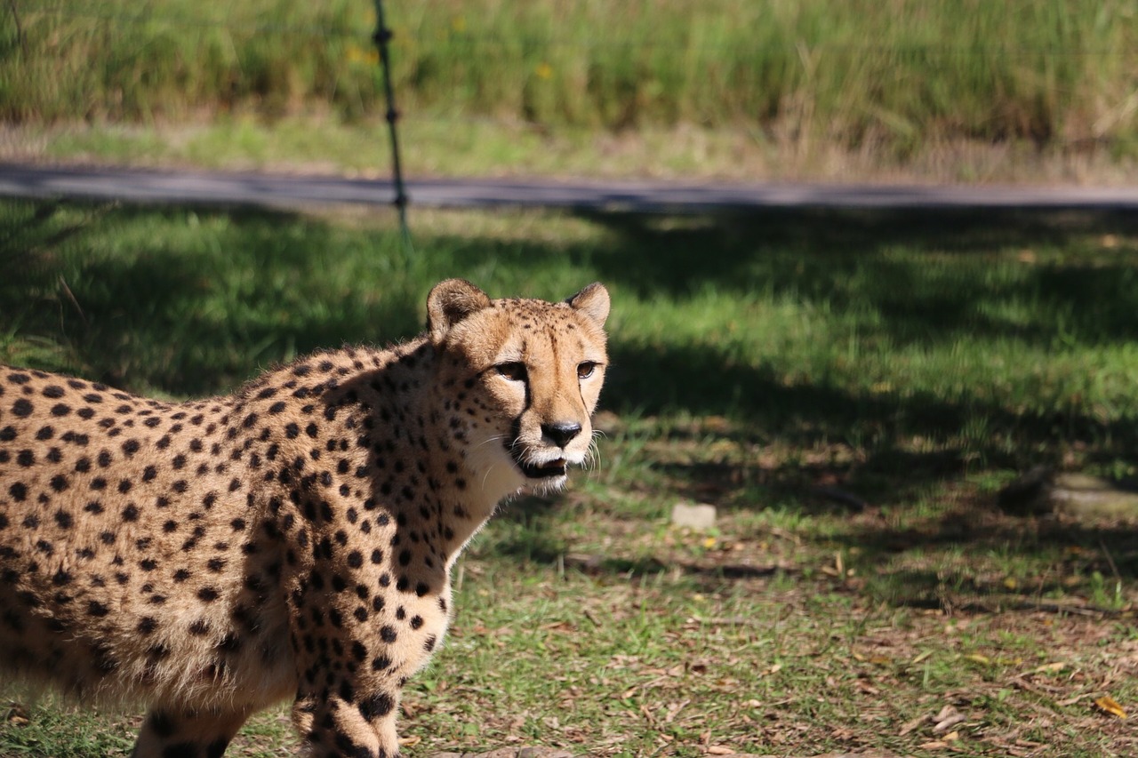 cheetah zoo adventure world free photo