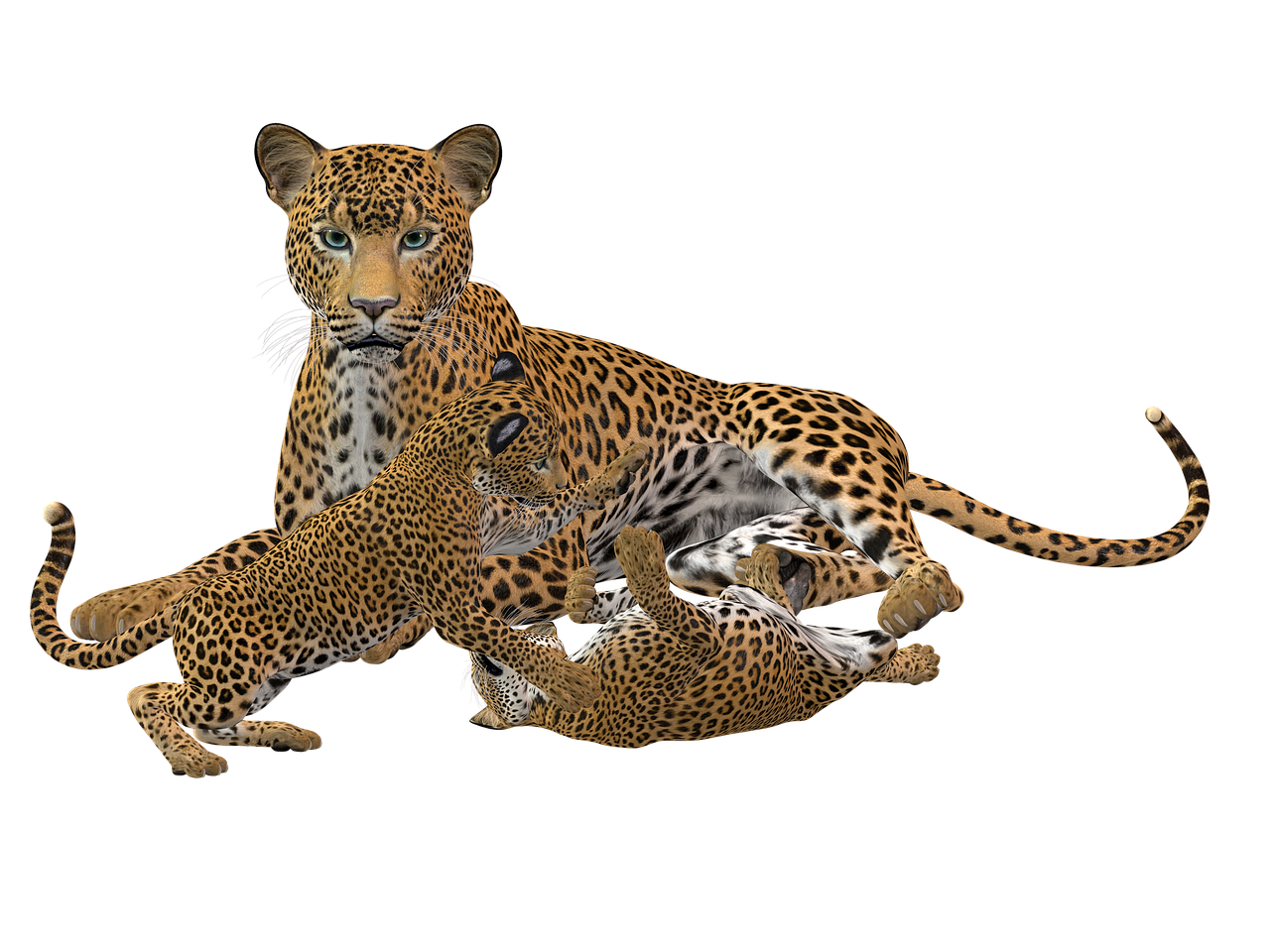 Download free photo of Cheetah,cat,predator,big cat,wild animal - from ...