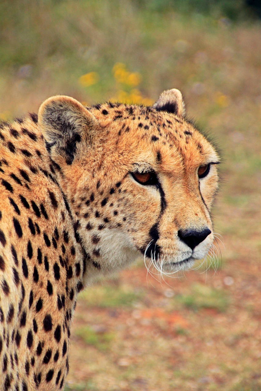 cheetah cat predator free photo