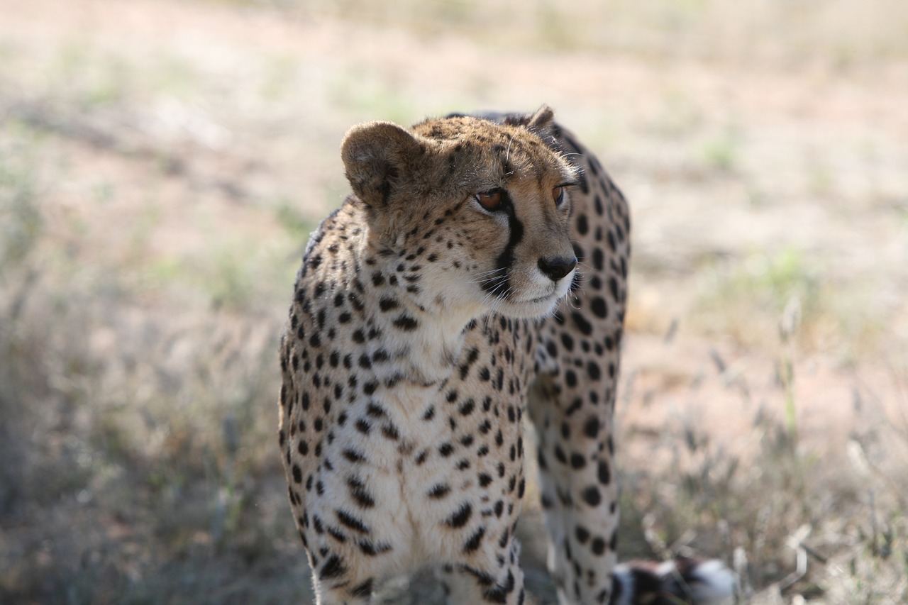 cheetah namibia safari free photo