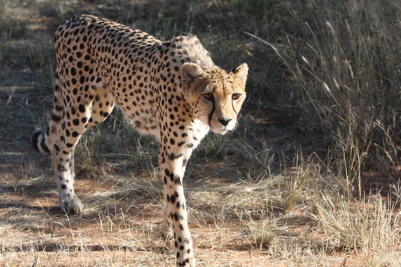 cheetah namibia wild free photo