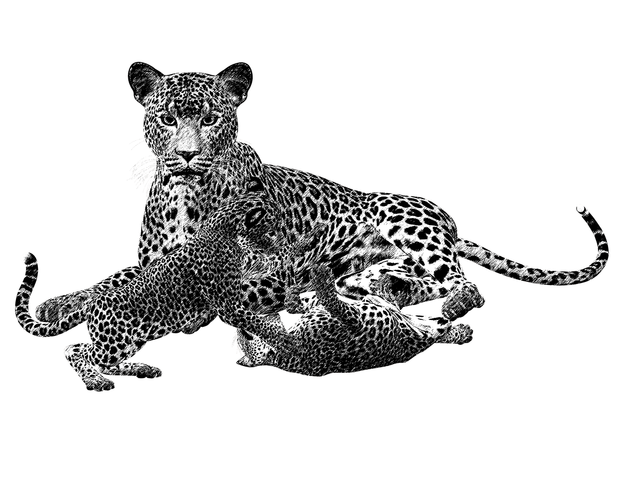 cheetah black and white cat free photo