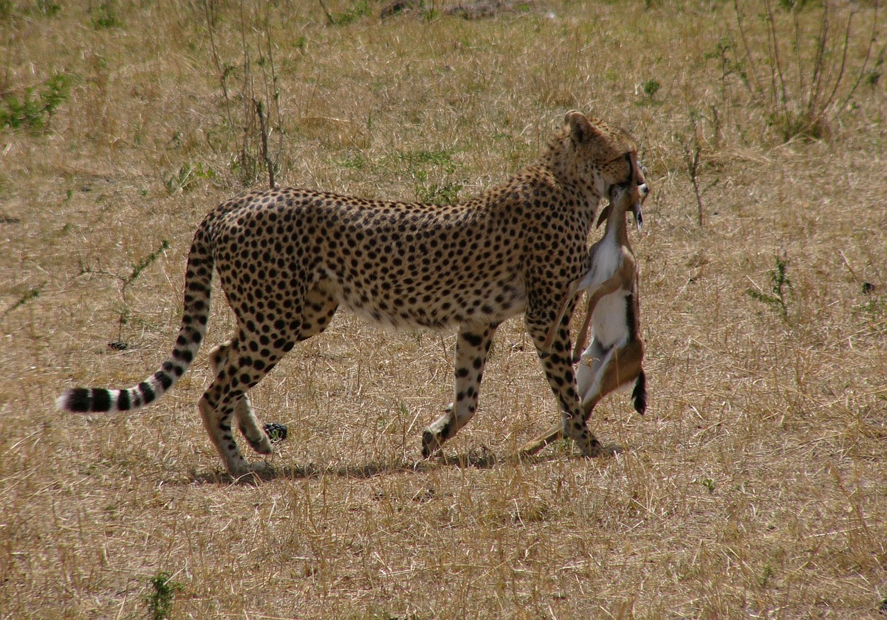 cheetah kenya masai mara national park free photo