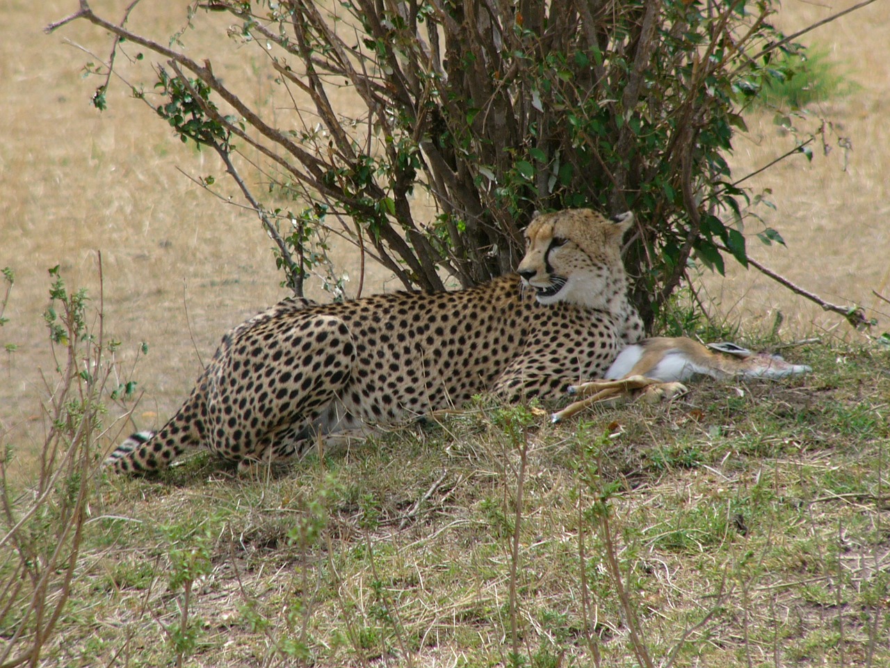 cheetah kenya masai mara national park free photo