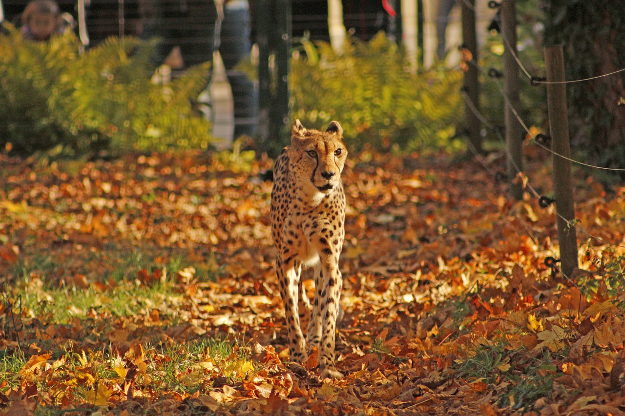 cheetah autumn tiergarten free photo