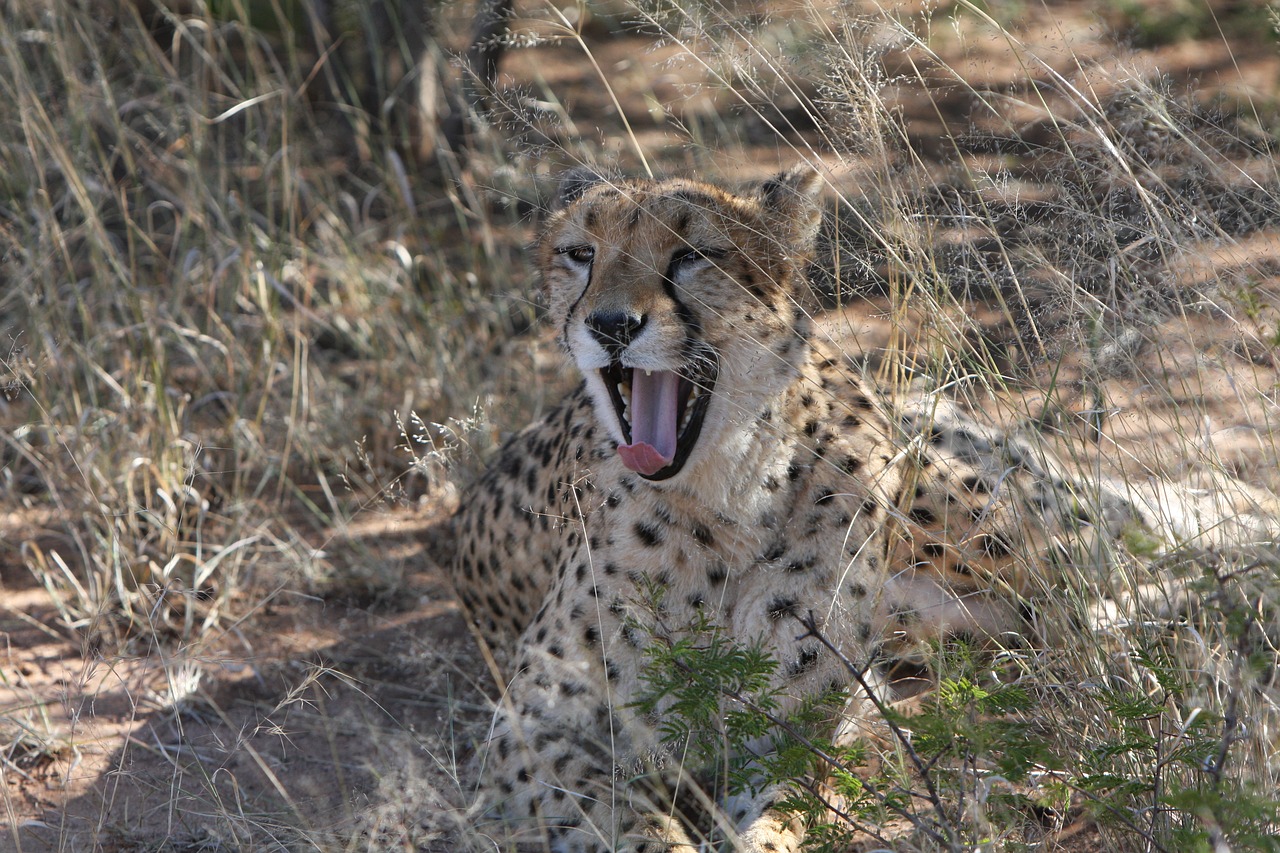 cheetah predator namibia free photo