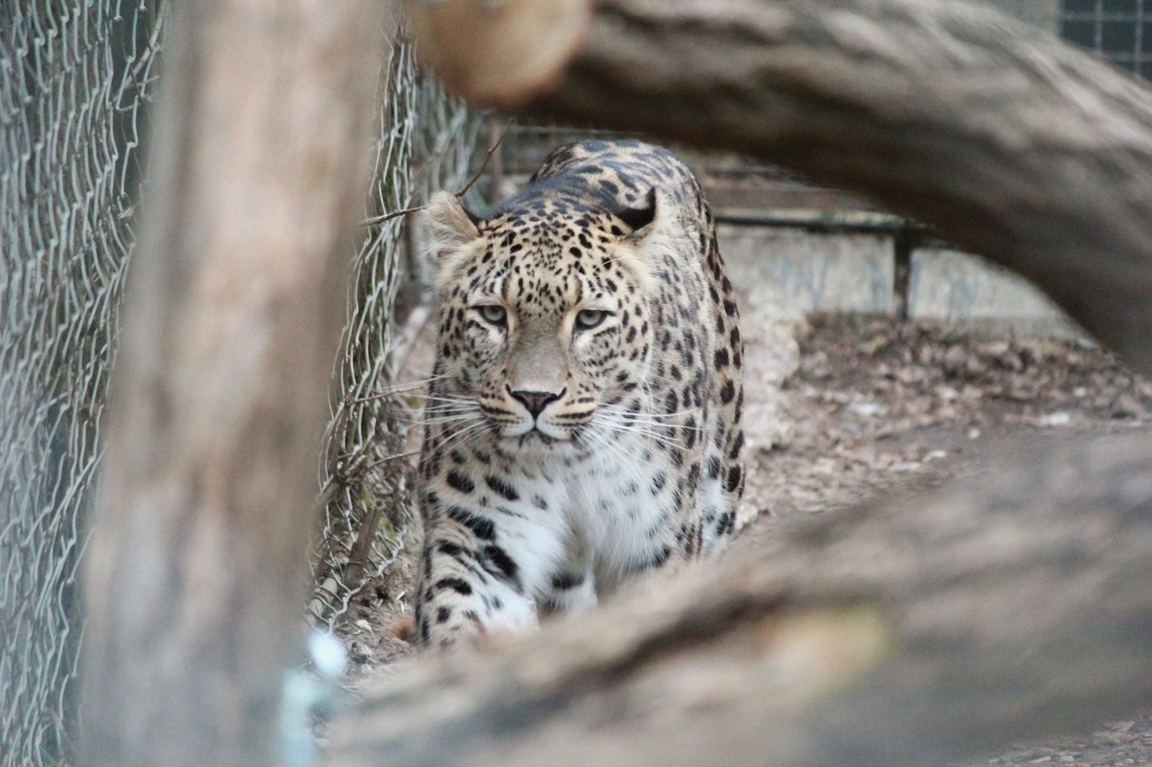 cheetah animal wild free photo