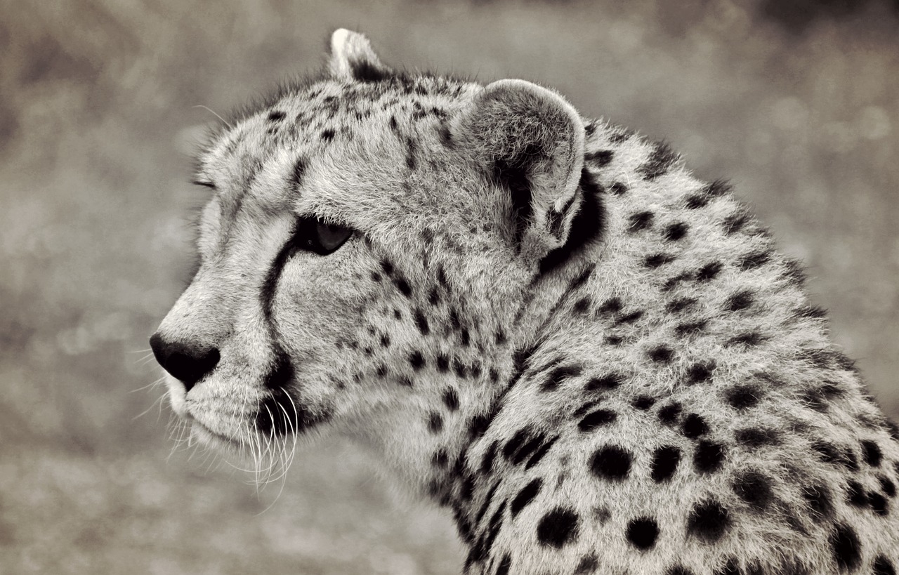 cheetah cat predator free photo