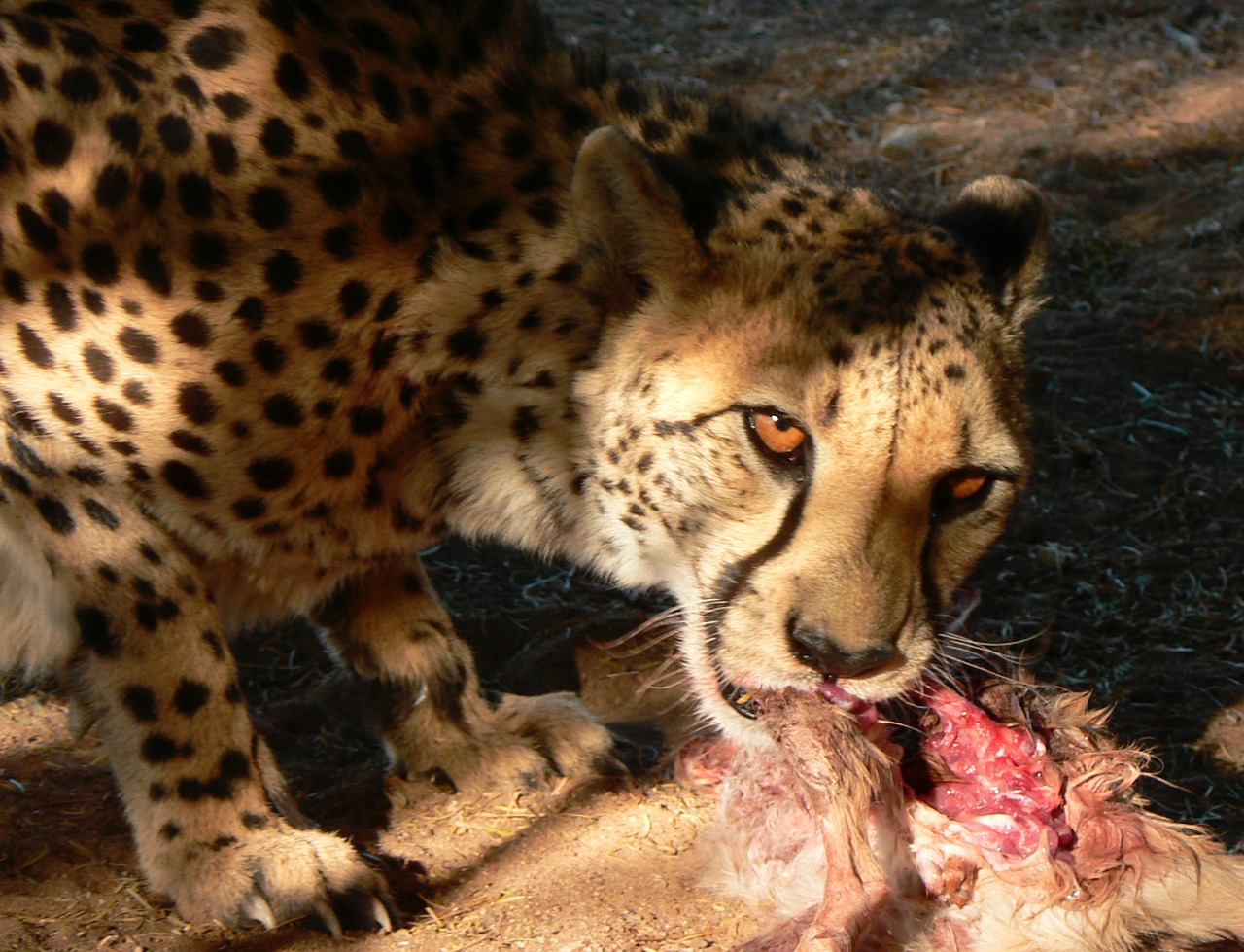 cheetah eating africa free photo
