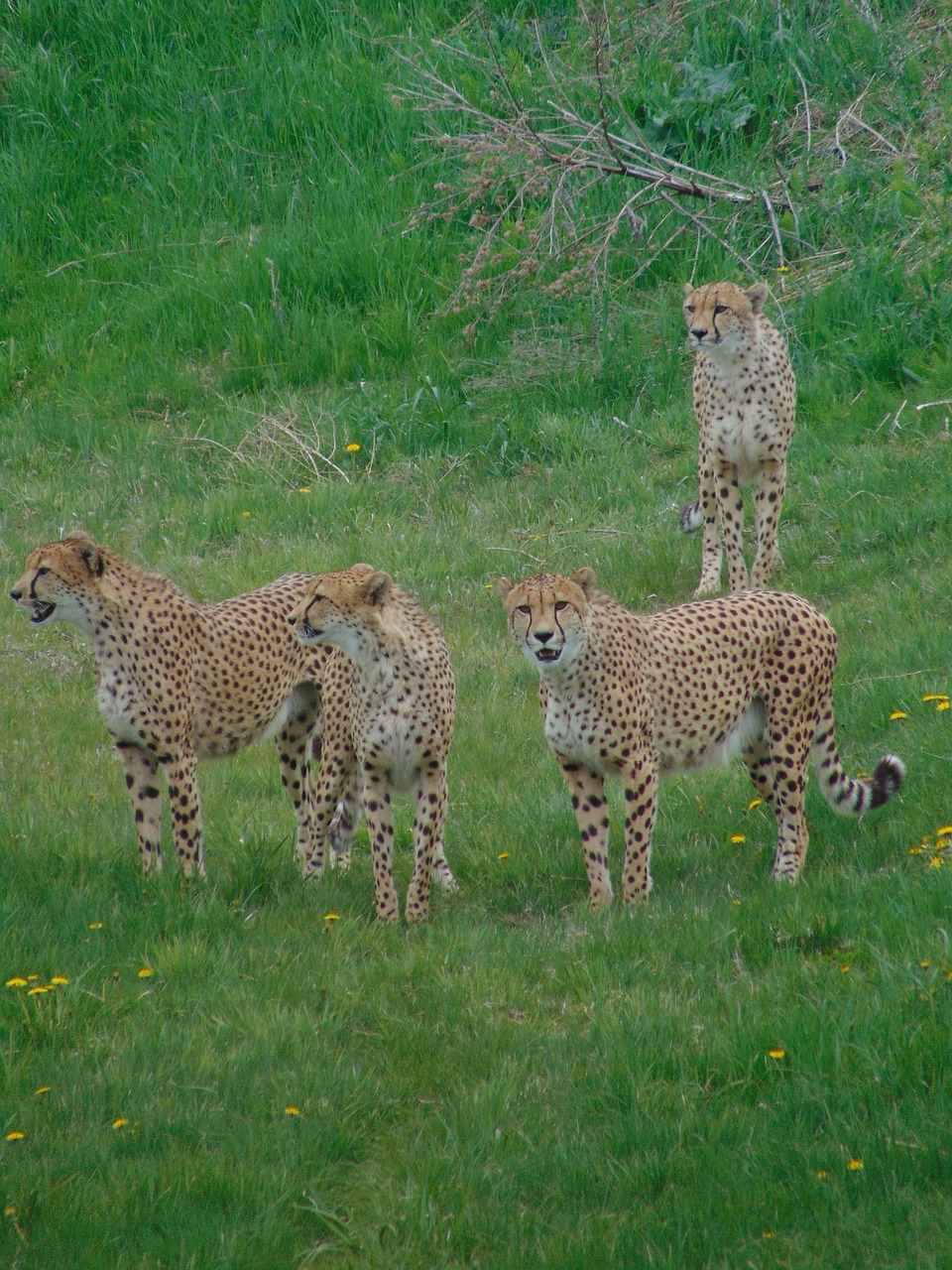 cheetah family wild animals free photo