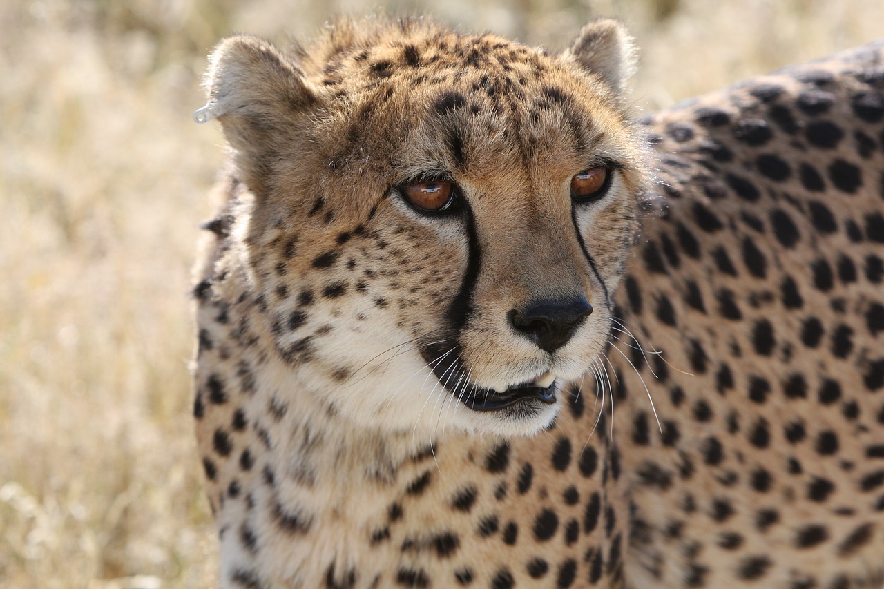Download free photo of Cheetah,namibia,nature,wild life,predator - from  