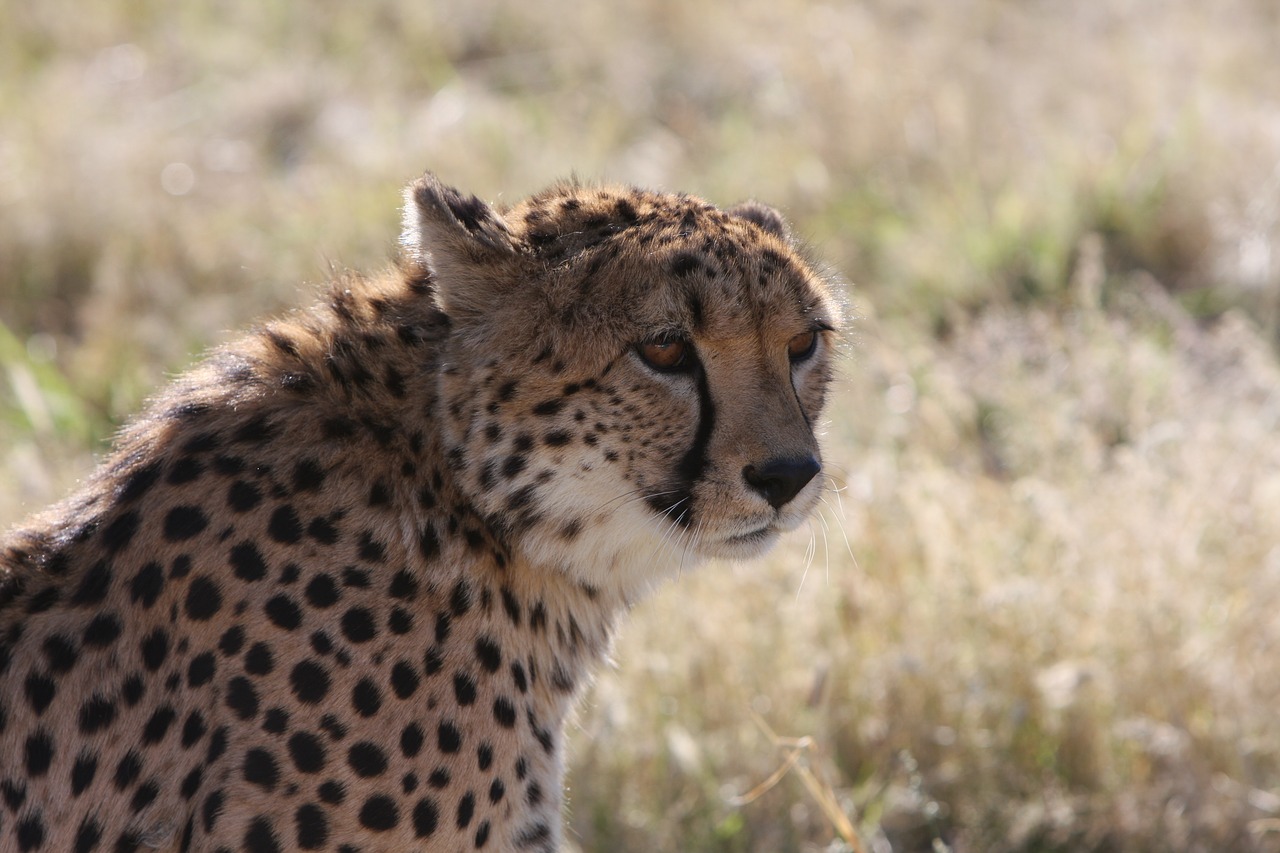 cheetah safari namibia free photo