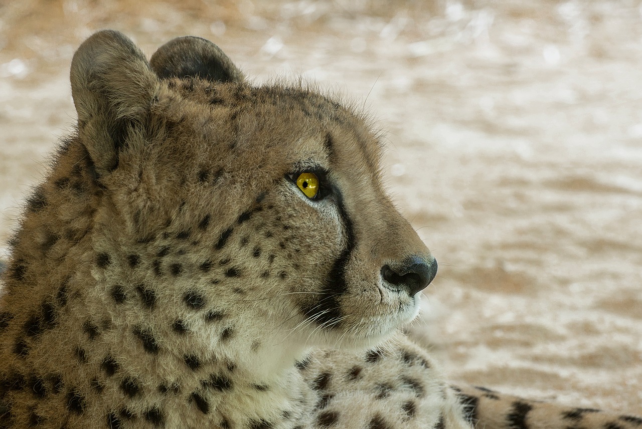 cheetah predator africa free photo