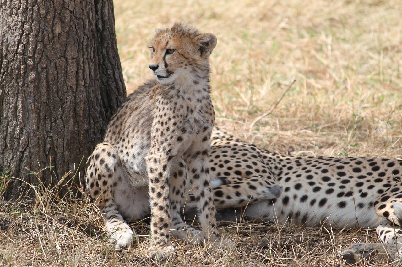 cheetah africa safari free photo