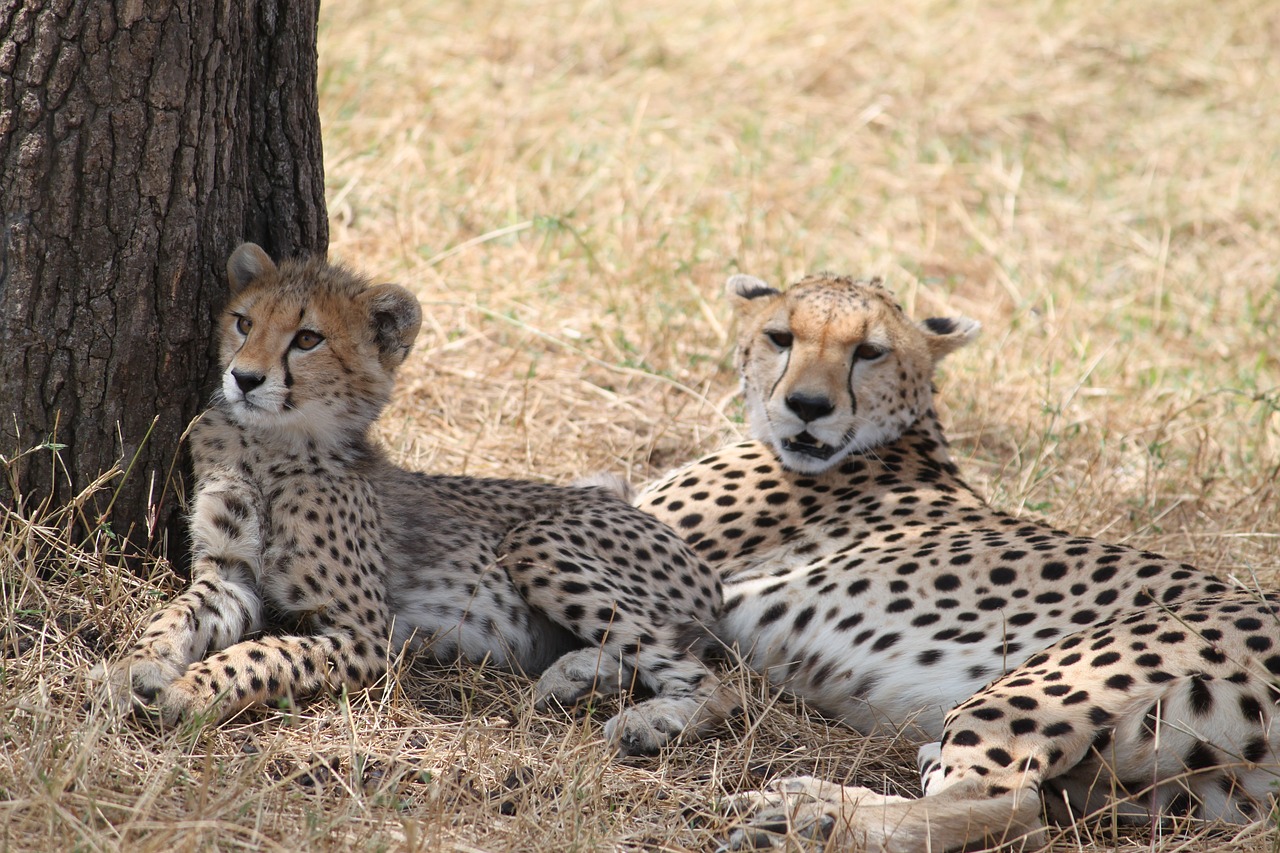 cheetah africa safari free photo