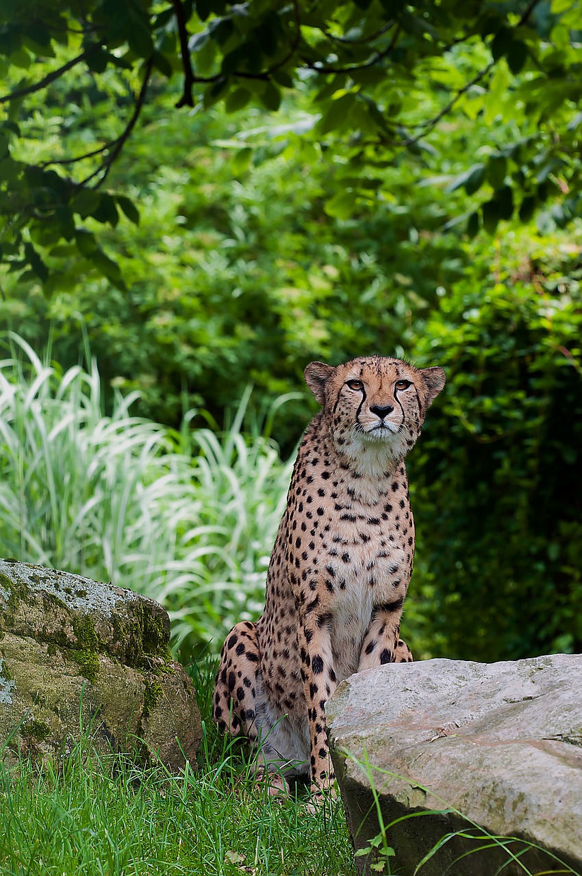 cheetah predator wild animal free photo