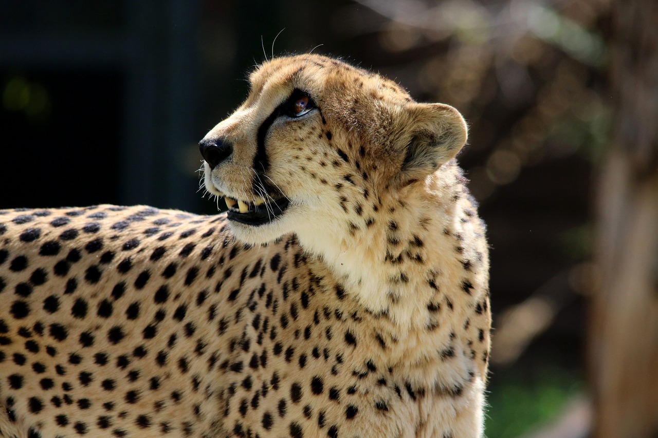 cheetah cat animal free photo