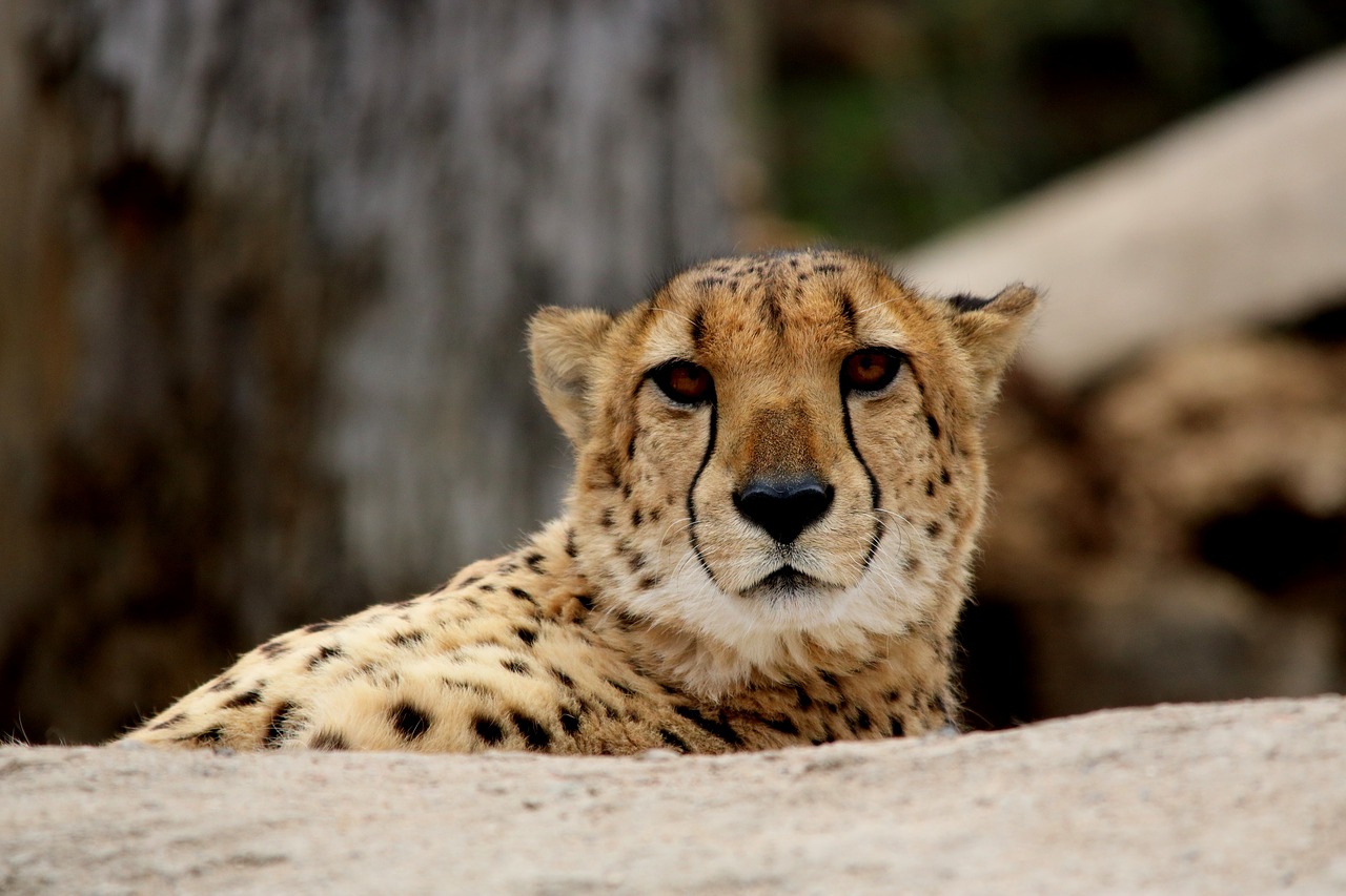 cheetah cat wildlife free photo