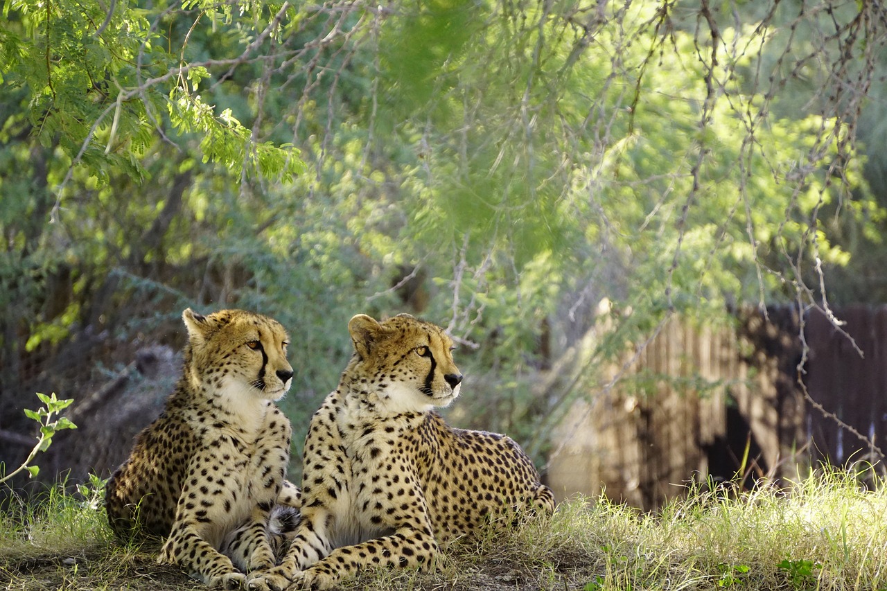 cheetah nature wildlife free photo