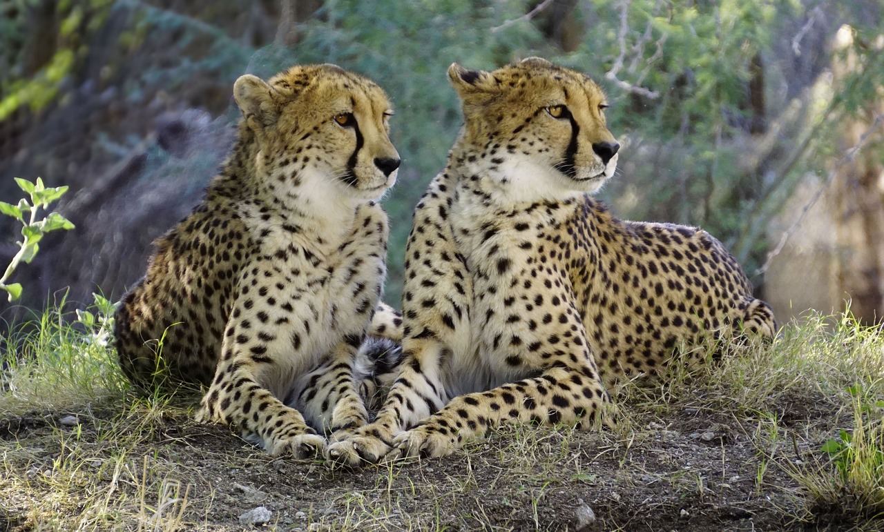 cheetah nature wildlife free photo