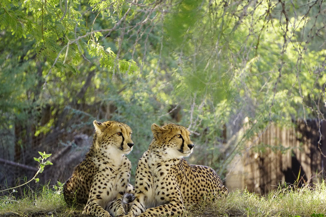 cheetah cat wildlife free photo