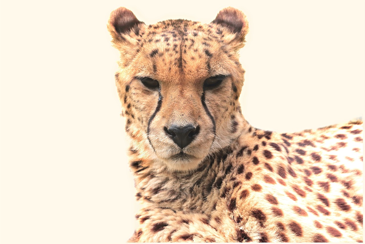 cheetah animal nature free photo