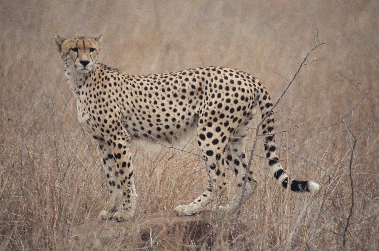 cheetah south africa safari free photo