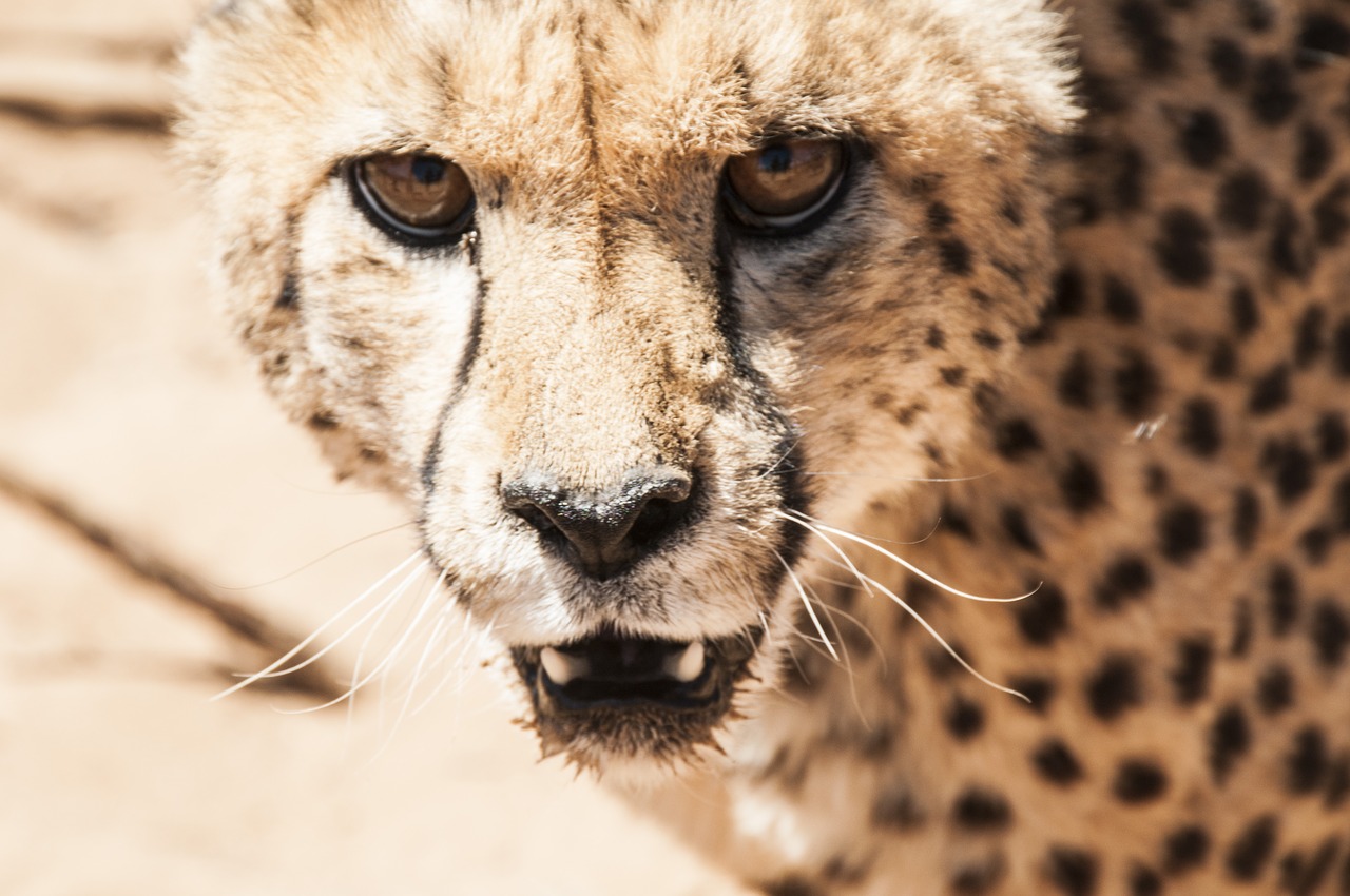 cheetah cat wildcat free photo