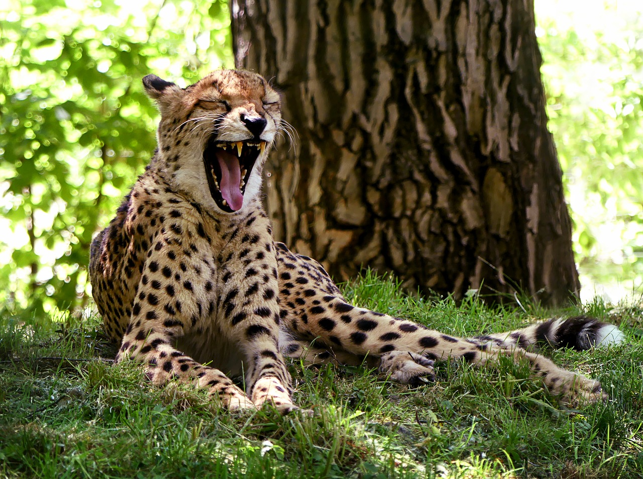 cheetah cat yawn free photo