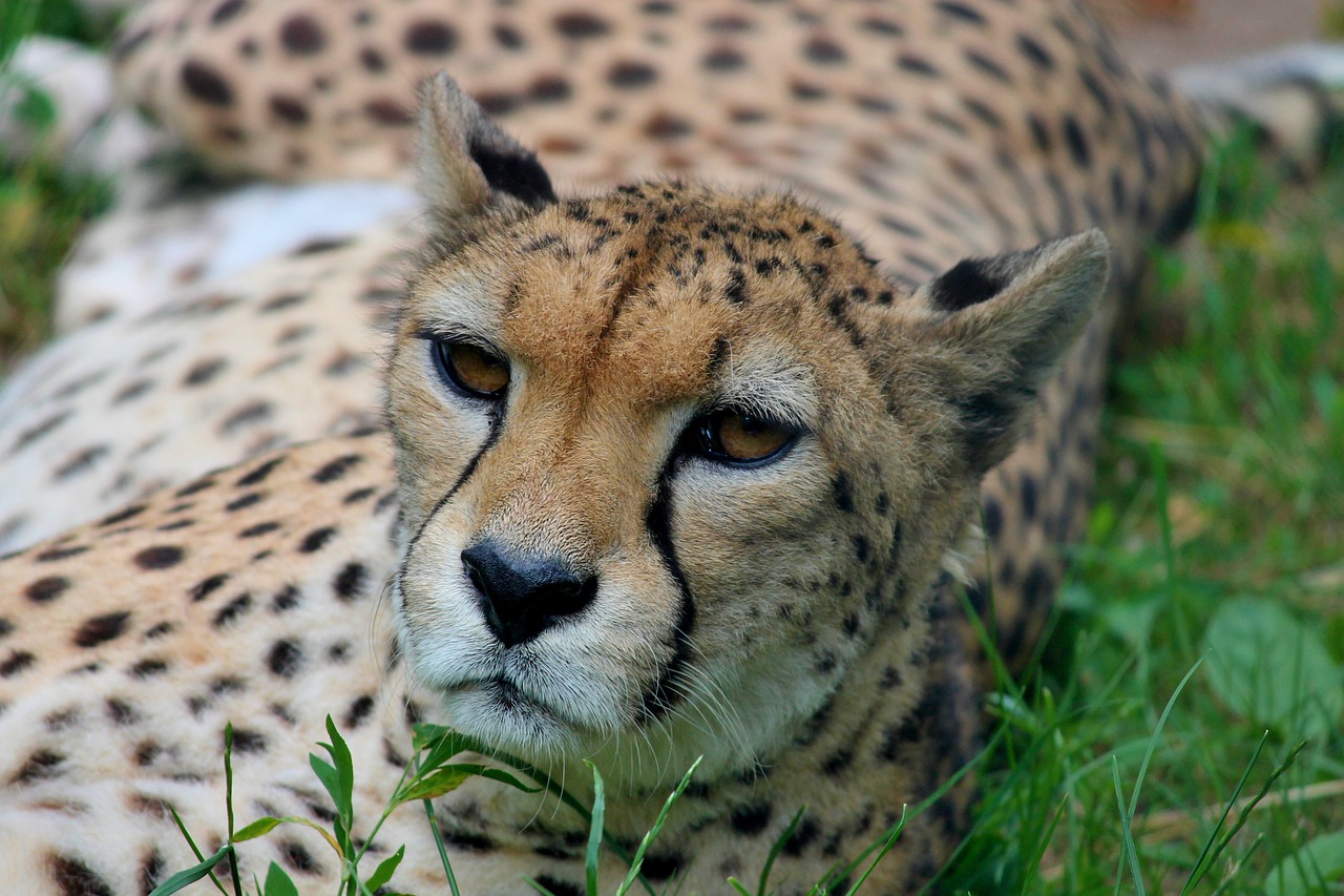 cheetah close predator free photo