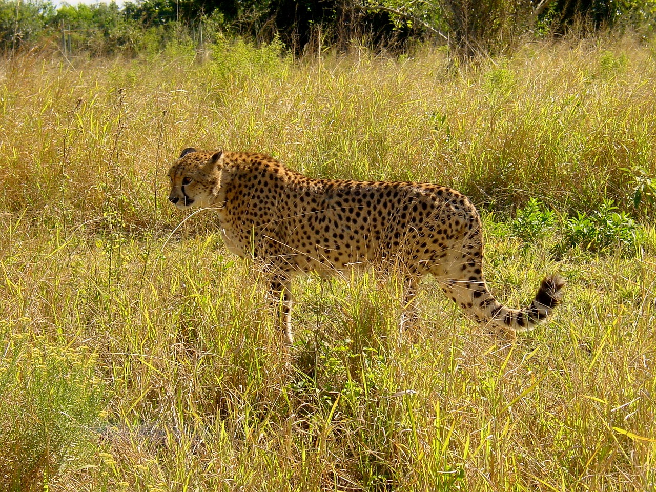 cheetah cat predator free photo