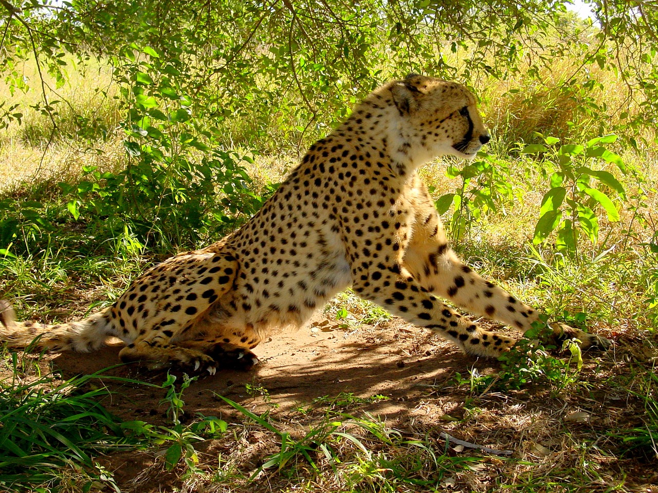 cheetah cat predator free photo
